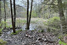 Vernal pool close to the entrance of Thorne Head Preserve.