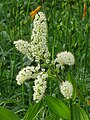 コバイケイソウ Veratrum stamineum