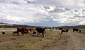 Image 11Cattle near the Bruneau River in Elko County (from Nevada)