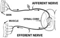 இங்கே Afferent nerve = உட்காவு நரம்பு, Efferent nerve = வெளிக்காவு நரம்பு, Spinal cord = முண்ணாண், Muscle = தசை, Skin = தோல்