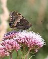 Underside of wings