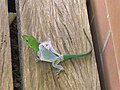 Anolis marmoratus en mue.