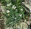 Anthericum liliago