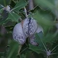 seed pods