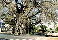 Adansonia madagascariensis，馬達加斯加猴面包树