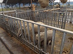 Les loges intérieures des éléphants.