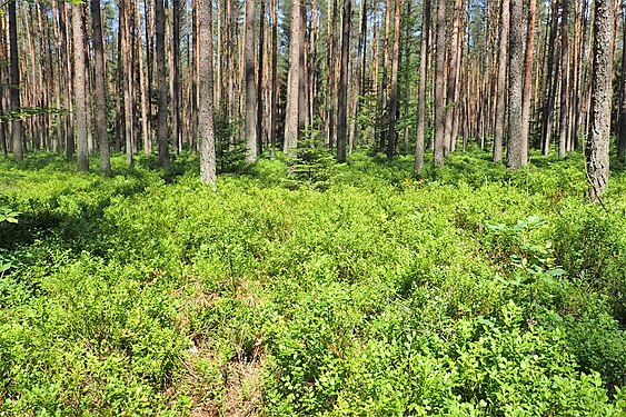 Habitat in the understory of the pine forest of Czermnica, NW Poland