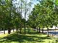 Avenida com paisagismo em guanandis. Bertioga-SP