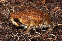 Breviceps bagginsi