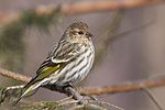 Pine siskin (Carduelis pinus)