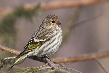 Pine siskin, by CephasE