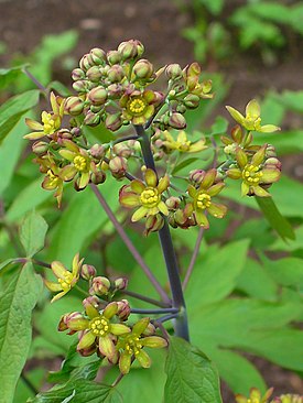 Caulophyllum thalictroides. Типовой вид рода. Соцветие.