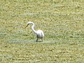 Intermediate egret