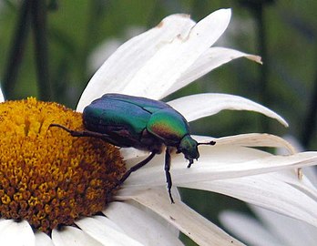 Cetonia aurata