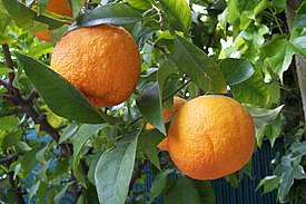 Померанец (Citrus aurantium)