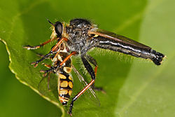 Robberfly with prey