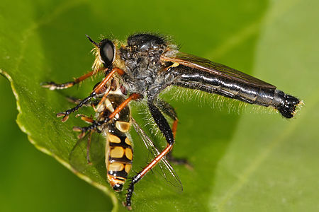 Common brown robberfly at Asilidae, by Fir0002