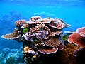 Image 16 Coral Photograph: Toby Hudson Corals are marine invertebrates that typically live in compact colonies of many identical individual polyps. Each polyp is a sac-like animal typically only a few millimeters in diameter and a few centimeters in length. Corals are major contributors to the physical structure of the coral reefs such as the Great Barrier Reef, where this photograph was taken. Coral reefs are under threat globally from ocean acidification and climate change. More selected pictures