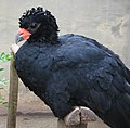 Adult male red-billed curassow (C. blumenbachii) Note crimson cere and lack of pronounced bill knob