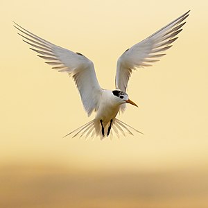 Greater crested tern, in flight, by JJ Harrison