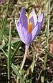 Crocus nudiflorus