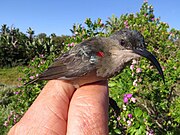 grey sunbird with pale throat and small red patch on shoulders held in hand