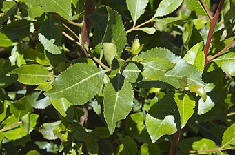 Khat (Catha edulis).