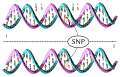 An oversimplified sketch of the double helix structure of A-DNA.