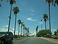 Palm trees in far east El Paso