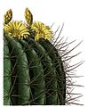 Echinocactus platyacanthus