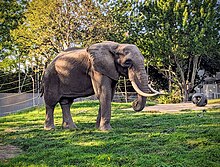 Éléphant du Zoo de Granby