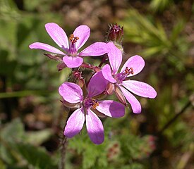 Peltokurjennokka (Erodium cicutarium)