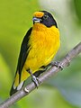 Euphonia violacea