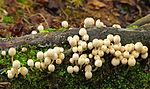 New born trooping crumble cap mushrooms.