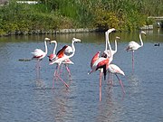 Flamants roses (Phoenicopterus roseus).