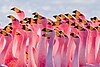Flamingos partying in the Laguna Hedionda