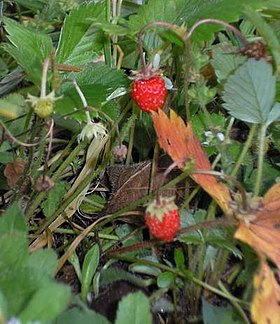 Morangueiro da espécie Fragaria vesca.