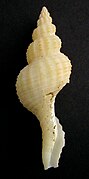 Glaphyrina caudata