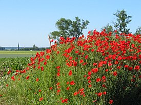 Мак-самосейка (Papaver rhoeas)