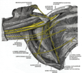 The right brachial plexus (infraclavicular portion) in the axillary fossa; viewed from below and in front