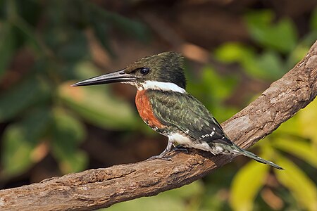 Green kingfisher, by Charlesjsharp