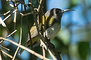 sunbird with yellow-green upperparts, grey head, and whitish underparts