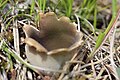 Helvella leucomelaena