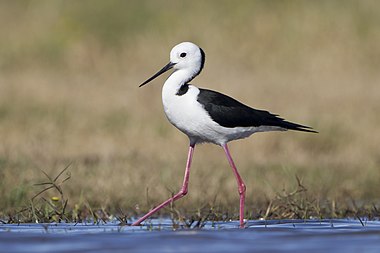 White-headed stilt