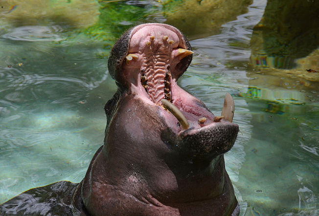 Hippopotame Pygmée
