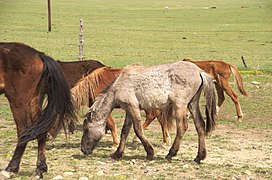 Un petit cheval gris et noir assez maigre dans un troupeau