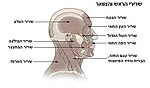 שרירי הראש והצוואר