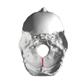 Base of the skull. Internal occipital crest shown in red.