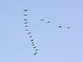 Canadian geese flying in a flock above Lake Michigan