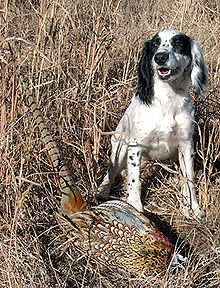 A black and white dog sits in a field of yellow corn or maize, next to a brightly coloured dead pheasant.
